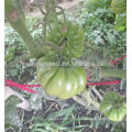 T51 Mati big fruit size indeterminate special tomato seeds